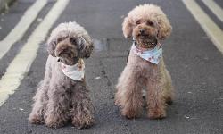 Featured image of post Двойники Хабра и других популярных площадок