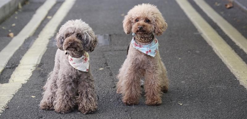 Featured image of post Двойники Хабра и других популярных площадок