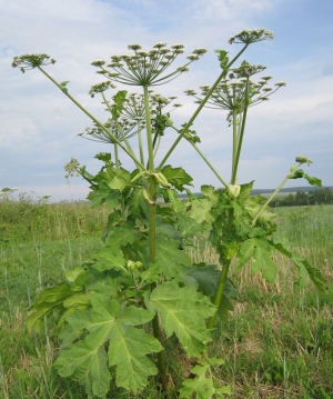Борщевик Сосновского (wikipedia.org)