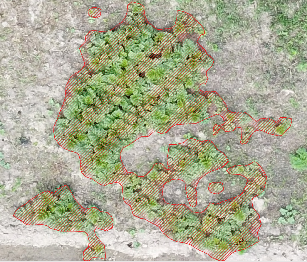 Борщевик на снимках с БПЛА (разрешение <10 см пиксель)